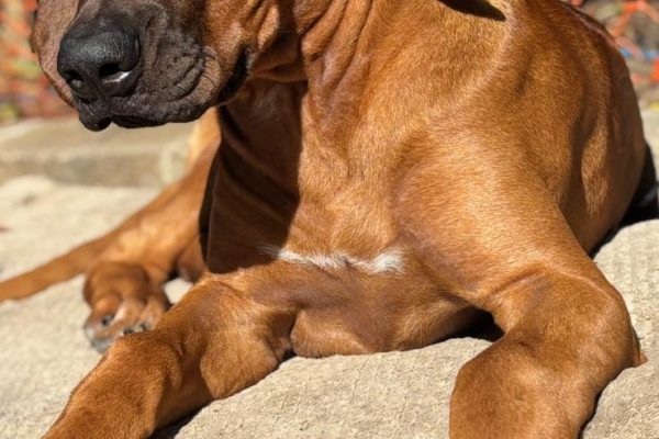 WhatsApp Image 2025-10-13 at 2.33.42 PM (1)